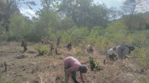 Wujud Kepedulian, Kopda Kristianto Serang Turun Langsung Gotong Royong di Kebun Warga