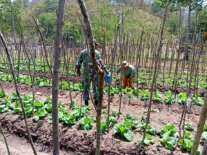 Babinsa Ajak Warga Rawat Lahan Pertanian Demi Kesejahteraan