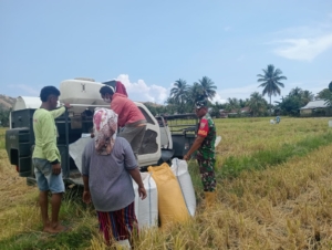 Babinsa Koramil 1602-04/Maurole Bantu Petani Panen Padi Guna Dukung Ketahanan Pangan Nasional