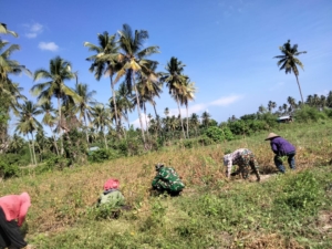 Babinsa Koramil 1630-03/Macang Pacar Dampingi Petani Panen Kedelai di Desa Bari