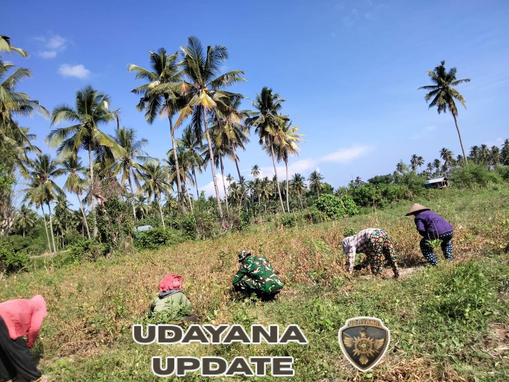 Babinsa Koramil 1630-03/Macang Pacar Dampingi Petani Panen Kedelai di Desa Bari