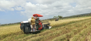 Wujud Kepedulian, Babinsa Koramil 03/Pahunga Lodu Turun ke Sawah Bantu Petani Panen