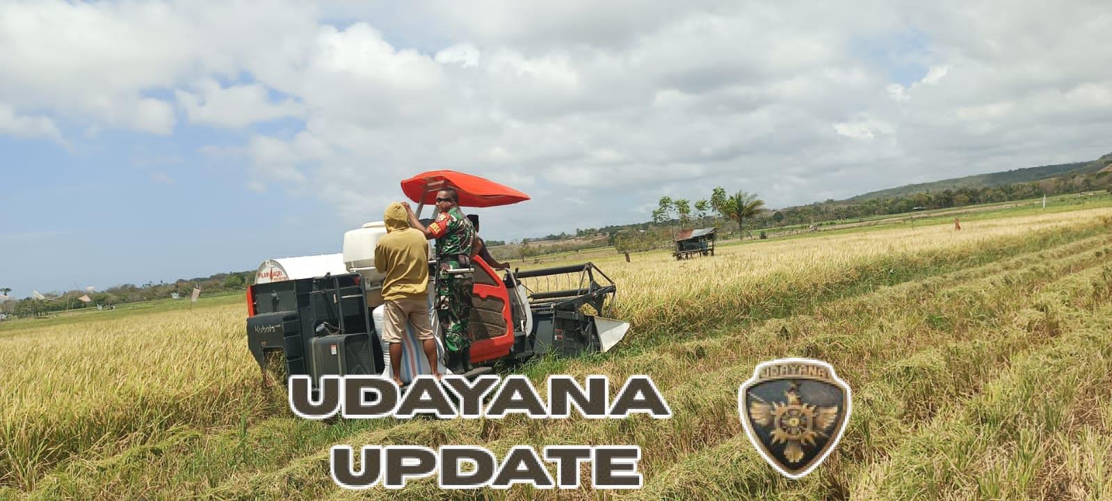 Wujud Kepedulian, Babinsa Koramil 03/Pahunga Lodu Turun ke Sawah Bantu Petani Panen