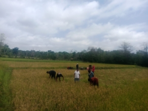 Babinsa Karera Bantu Warga Panen Padi di Dusun La Lapang
