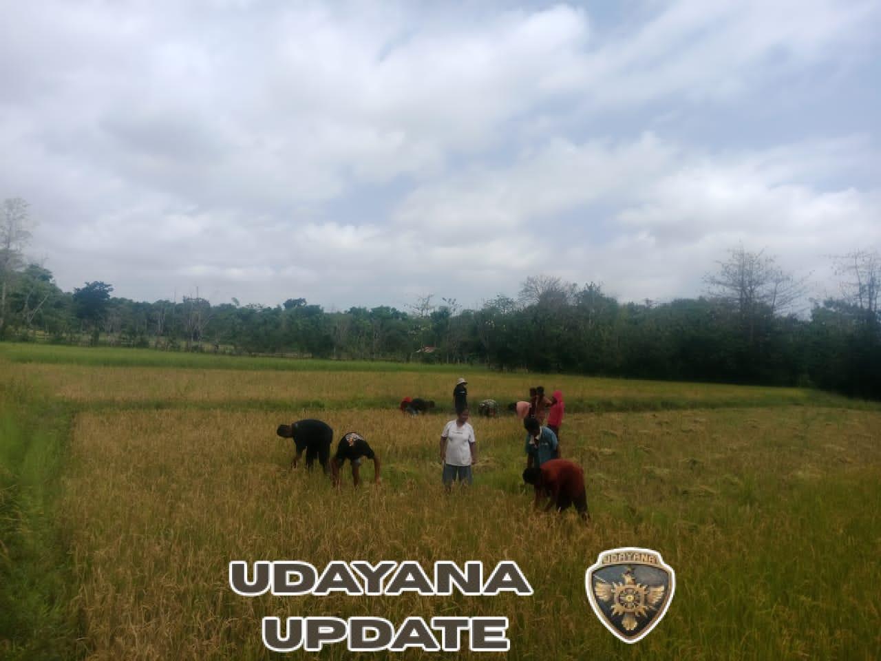 Babinsa Karera Bantu Warga Panen Padi di Dusun La Lapang