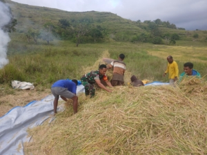 Wujud Kepedulian TNI, Sertu Amos Luta Dampingi Petani Panen Padi di Praibokul