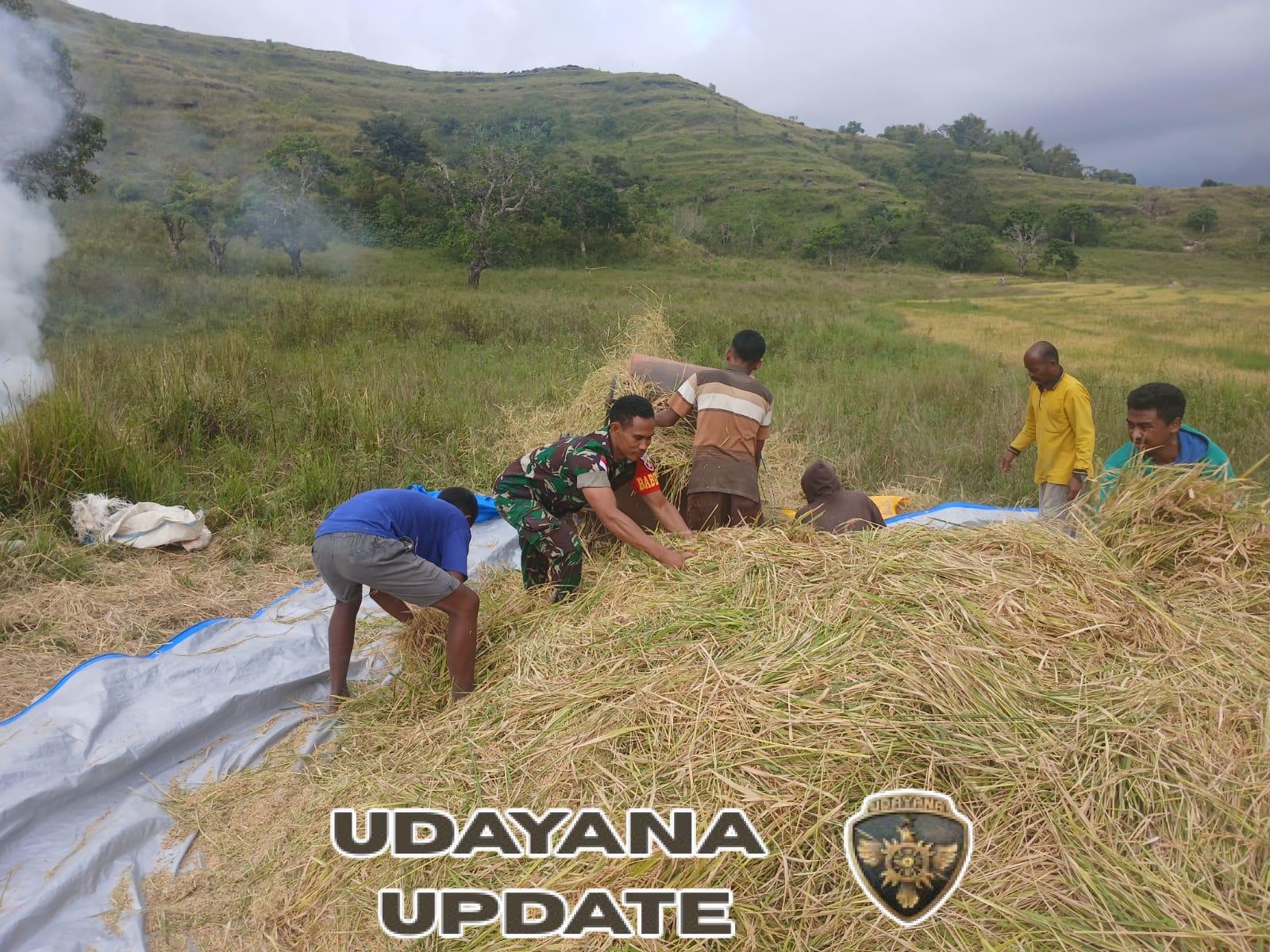 Wujud Kepedulian TNI, Sertu Amos Luta Dampingi Petani Panen Padi di Praibokul