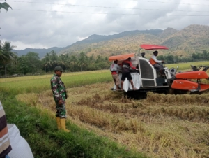 Babinsa Koramil Maurole Turun Tangan Bantu Panen Padi Bersama Petani Bringin Jaya
