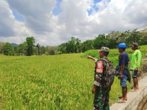 Babinsa Katikutana Dorong Pemanfaatan Lahan untuk Kemandirian Pangan