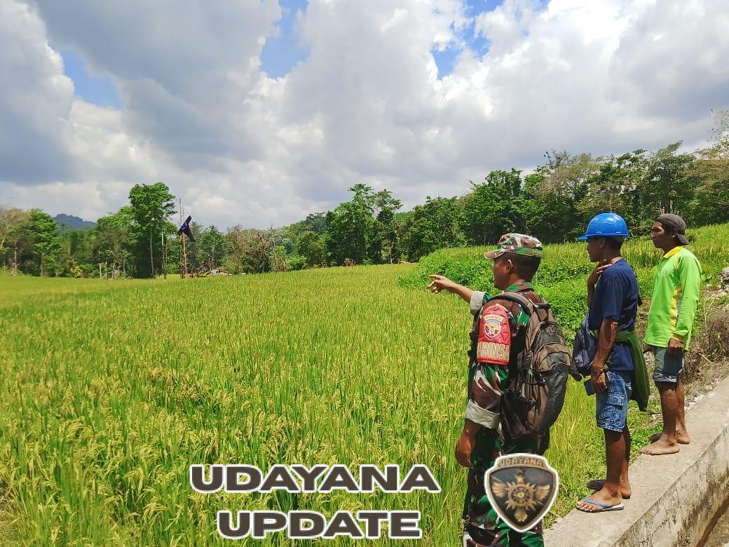 Babinsa Katikutana Dorong Pemanfaatan Lahan untuk Kemandirian Pangan