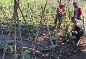 Kegiatan Babinsa: Dukung Peningkatan Hasil Pertanian dan Ketahanan Pangan di Lembata