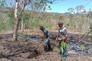 Wujud Peduli Lingkungan, Satgas TMMD ke-126 Kodim 1625/Ngada Tanam Pohon di Riung Barat