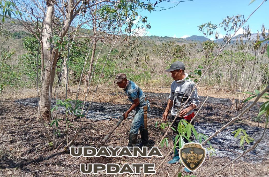 Wujud Peduli Lingkungan, Satgas TMMD ke-126 Kodim 1625/Ngada Tanam Pohon di Riung Barat