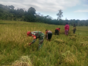 Babinsa Karera Bantu Petani Panen Padi Wujudkan Ketahanan Pangan di Sumba Timur