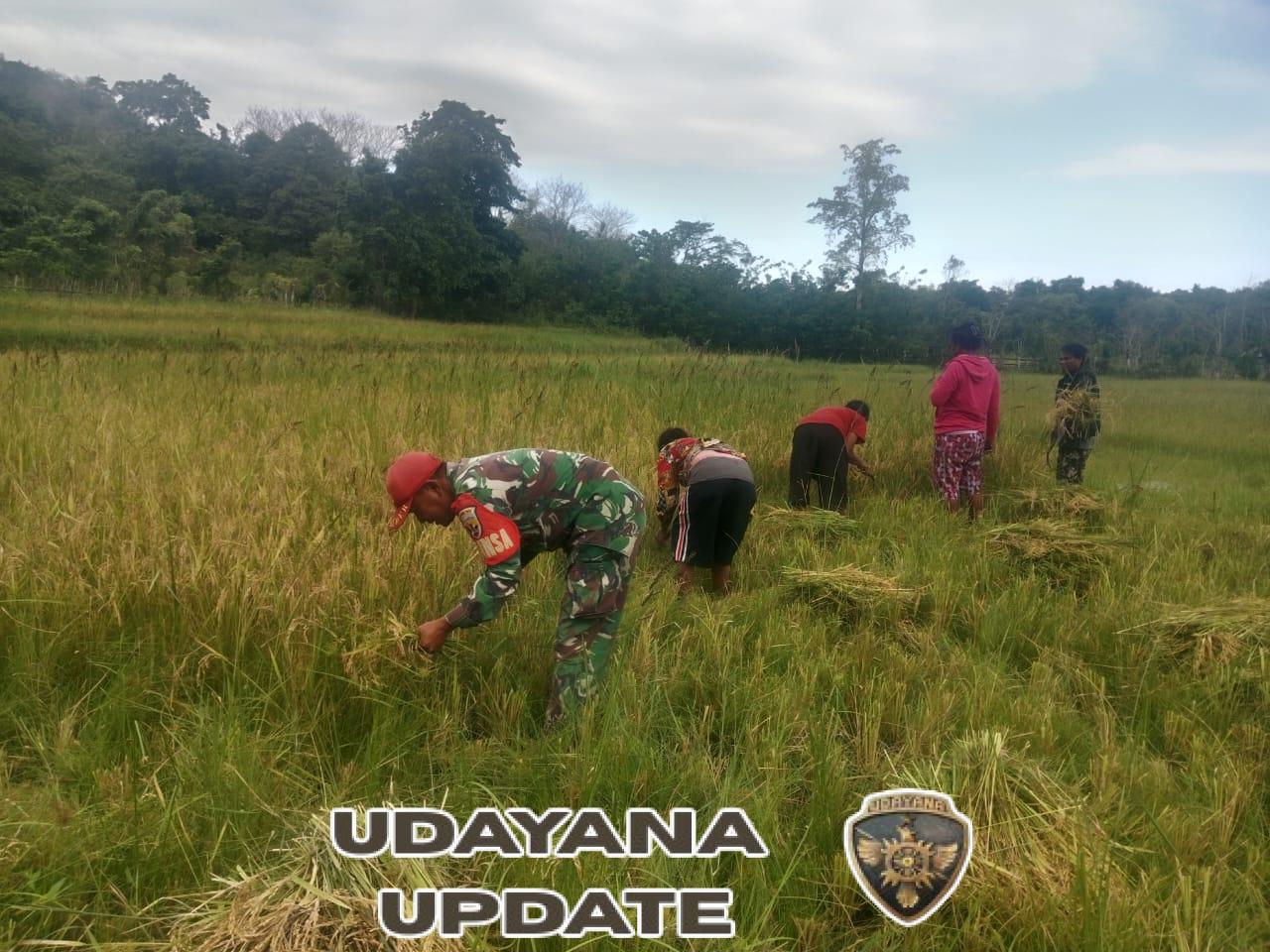 Babinsa Karera Bantu Petani Panen Padi Wujudkan Ketahanan Pangan di Sumba Timur
