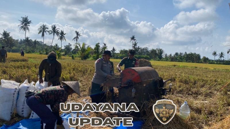 Turun ke Sawah, Babinsa Koramil 02 Ubud Kawal Program Ketahanan Pangan Berkelanjutan