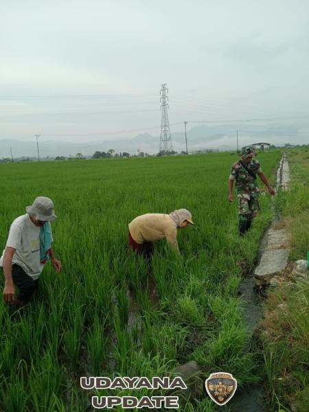 Wujud Kepedulian TNI, Serka Celemente Pinto Turun ke Sawah Bantu Petani Desa Siru