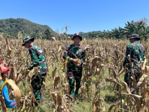 Satgas Pamtas Yonarmed 12 Kostrad Panen Jagung Bersama Warga di Perbatasan