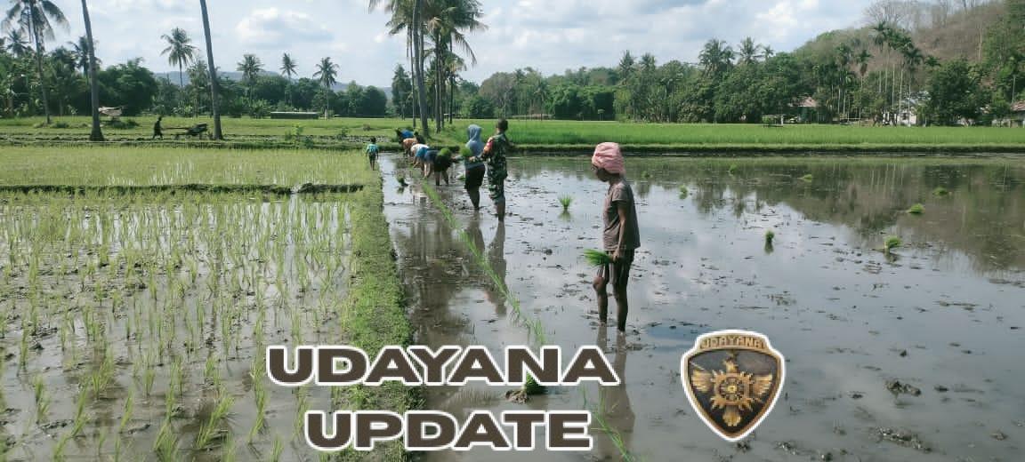 Sertu M. Ali dan Sertu Darusman Ajak Petani Lambanapu Tingkatkan Produksi Padi