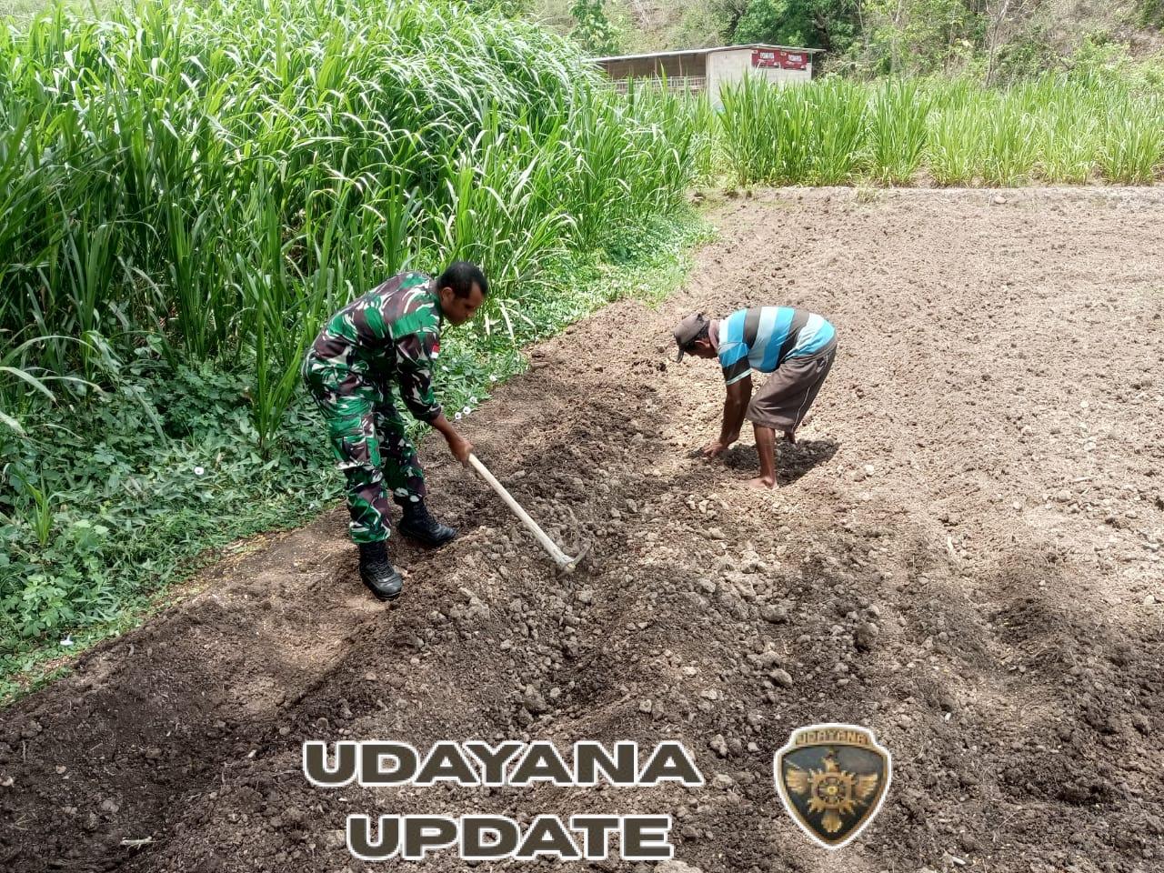 Bantu Siapkan Lahan Pertanian, Anggota Satgaster Pos Halibete II Perkuat Ketahanan Pangan Wilayah