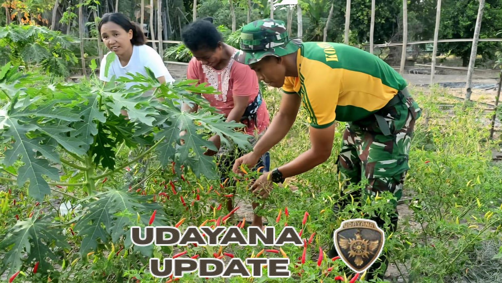 TNI dan Rakyat Bersinergi: Pos Motamasin Satgas Pamtas Yonarmed 12 Kostrad Gelar Panen Cabai