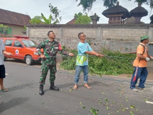 Tanggap Terhadap Laporan Warga, Babinsa Beng Turun Langsung Amankan Area Pura dari Pohon Rawan Tumbang