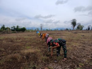 Babinsa Dampingi Warga Tanam Jagung di Desa Daha