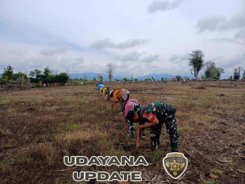 Babinsa Dampingi Warga Tanam Jagung di Desa Daha