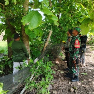 Pendampingan Babinsa Tatede Pastikan Verifikasi Kayu Jati Berjalan Lancar dan Akurat