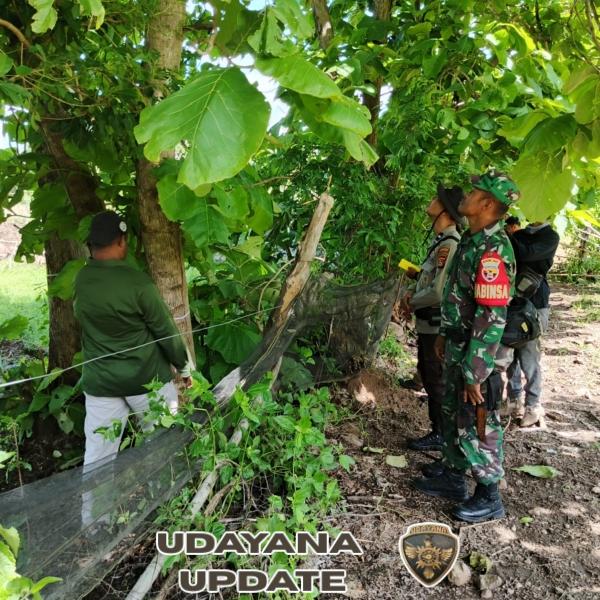 Pendampingan Babinsa Tatede Pastikan Verifikasi Kayu Jati Berjalan Lancar dan Akurat