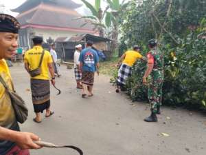Koramil 07/Payangan Bersama Warga Gelar Gotong Royong Sambut Hari Raya Aci Keburan