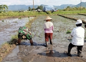 Wujud Nyata Binter, Serda Made Suteja Bantu Petani Lembor Percepat Masa Tanam Padi