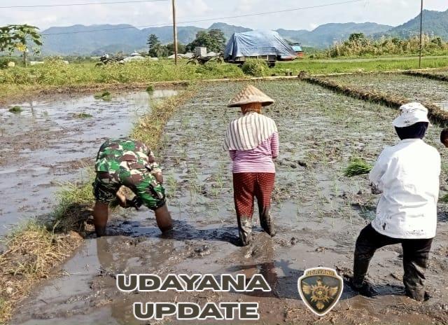 Wujud Nyata Binter, Serda Made Suteja Bantu Petani Lembor Percepat Masa Tanam Padi