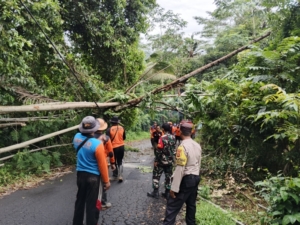Gerak Cepat, Babinsa Selisihan Bersama Aparat Gabungan Tangani Pohon Tumbang Di Desa Selisihan
