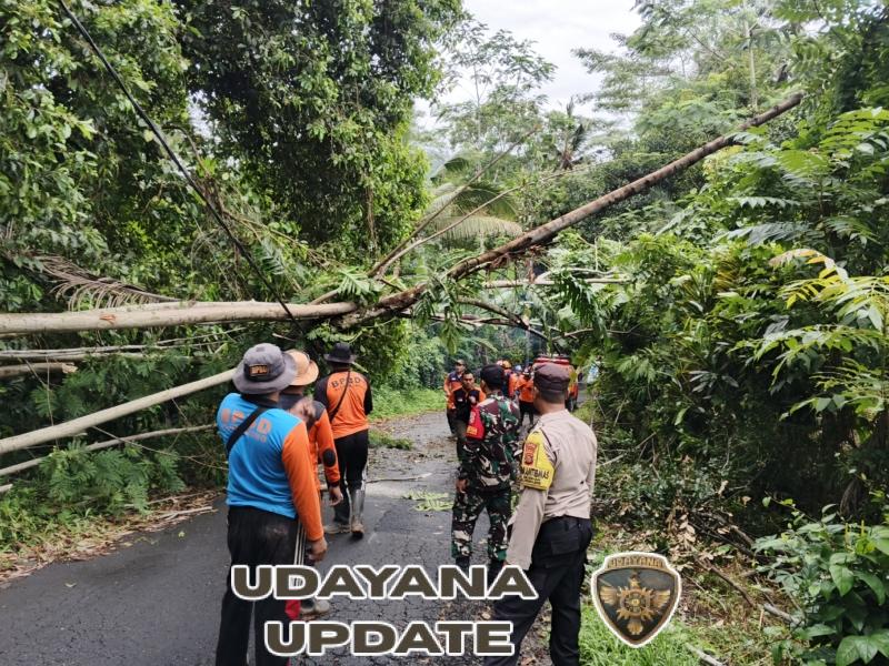 Gerak Cepat, Babinsa Selisihan Bersama Aparat Gabungan Tangani Pohon Tumbang Di Desa Selisihan