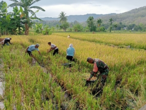 Babinsa Tulleng Dampingi Petani Panen Padi di Pakilai Barat
