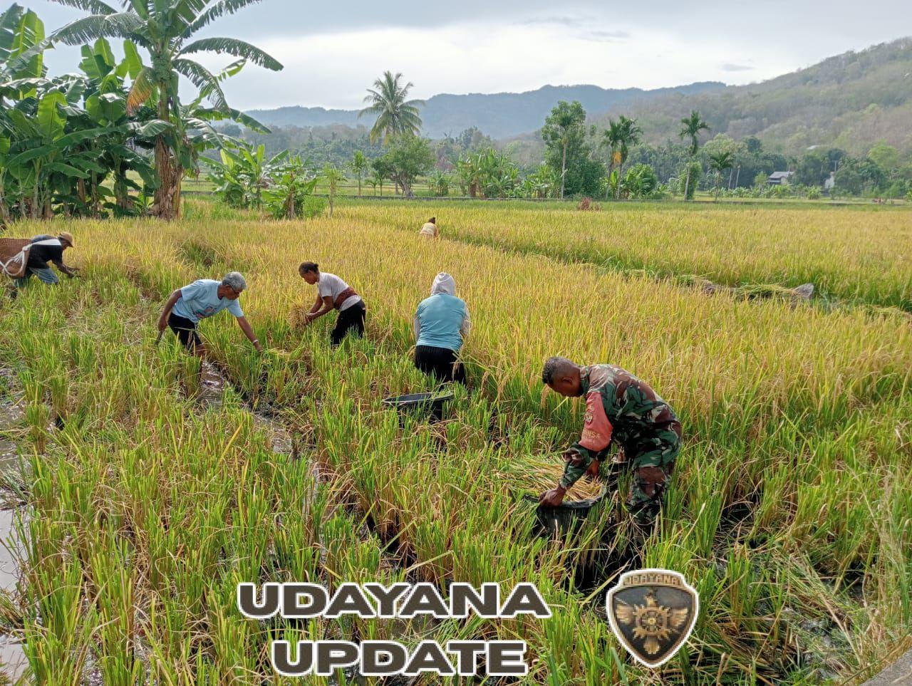 Babinsa Tulleng Dampingi Petani Panen Padi di Pakilai Barat