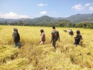 Babinsa Koramil 1602-04/Maurole Dampingi Petani Panen Padi di Desa Maurole