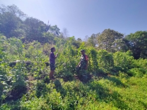 Babinsa Koramil 01/Loli Komsos dengan Petani Sayur di Desa Ubu Raya