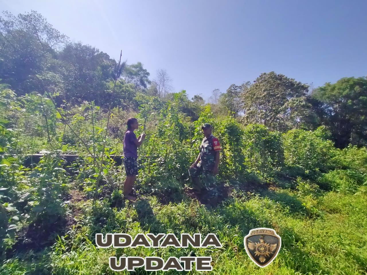 Babinsa Koramil 01/Loli Komsos dengan Petani Sayur di Desa Ubu Raya