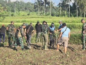Meningkatkan Ketahanan Pangan Satgas TMMD Ke-126 Kodim 1611/Badung Lakukan Upaya Penanaman Ubi Ungu