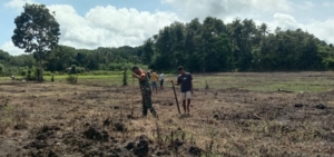 Wujud Kepedulian TNI, Babinsa Tabundung Dampingi Petani di Lahan Padi Gogo