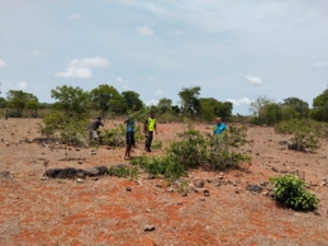 Babinsa Batutua Dampingi Pembersihan dan Pengukuran Lahan Koperasi Merah Putih di Desa Oelua