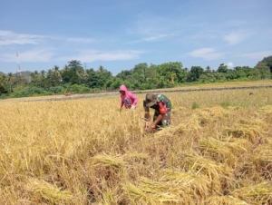 Babinsa Koramil 04 Turun Langsung Dampingi Petani Panen Padi di Desa Maurole