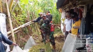 Babinsa Koramil Dawan Hadiri  Gerakan Panen Padi Bersama Di Subak Pesinggahan