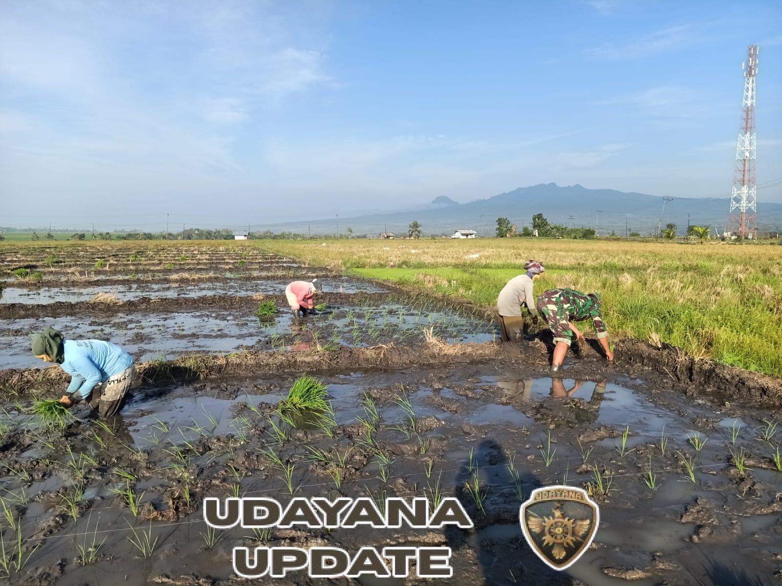 Kopda Dahriawan Bantu Petani Lembor Tingkatkan Produktivitas Melalui Pendampingan Pertanian
