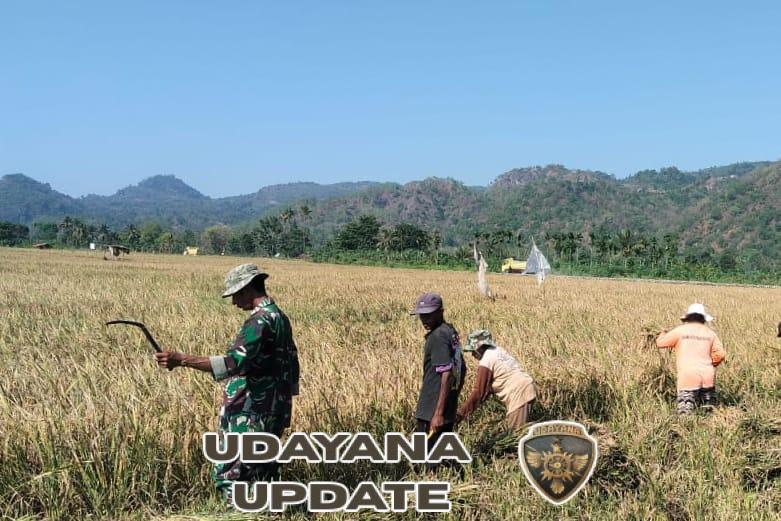 Percepat Masa Panen, Babinsa Bersama Petani Gotong Royong Panen Padi