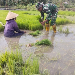 Dekat dengan Rakyat, Babinsa Koramil 1612-04/Elar Dampingi Petani di Tengah Sawah