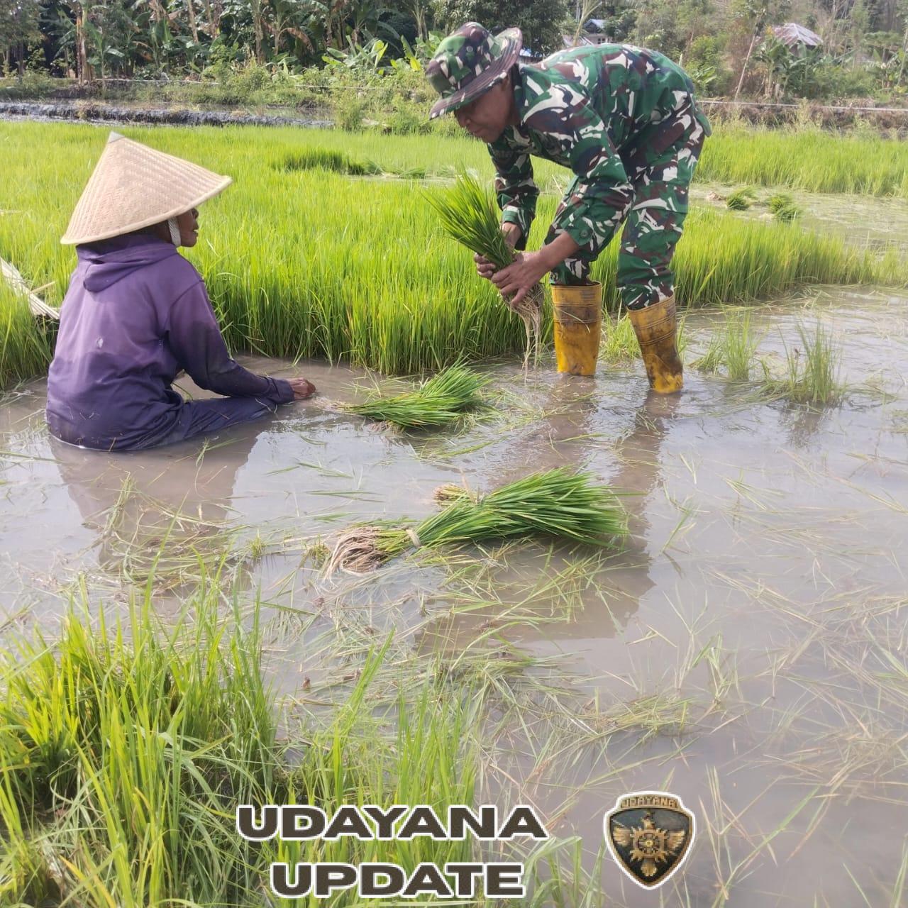 Dekat dengan Rakyat, Babinsa Koramil 1612-04/Elar Dampingi Petani di Tengah Sawah