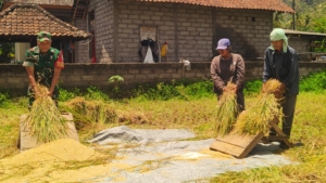 Demi Ketahanan Pangan Nasional, Babinsa Buleleng Ingatkan Petani Pertahankan Sawah di Tengah Kendala Irigasi Musim Kemarau